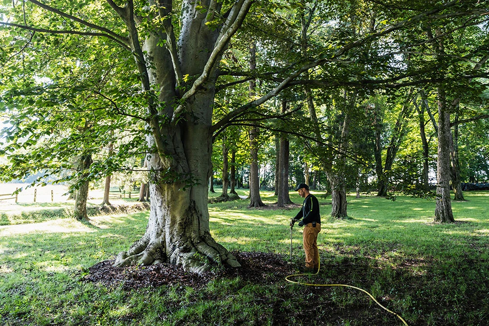 Tree Disease Experts Near Me