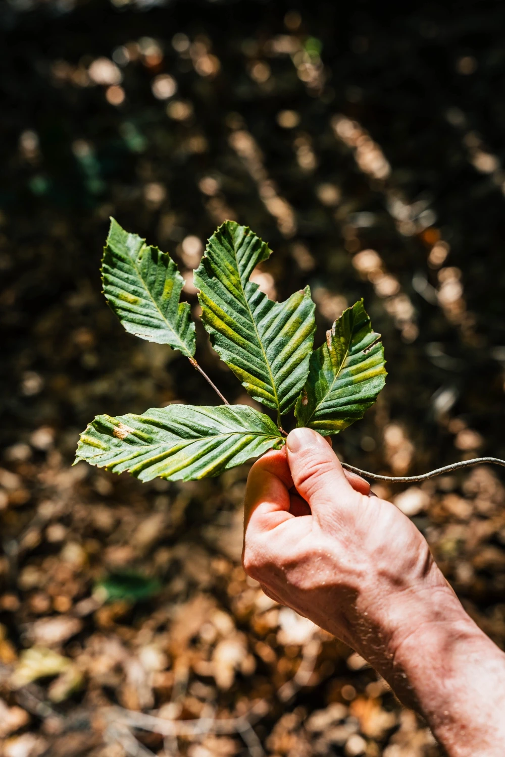 Tree Disease Treatment Tree Disease Treatment