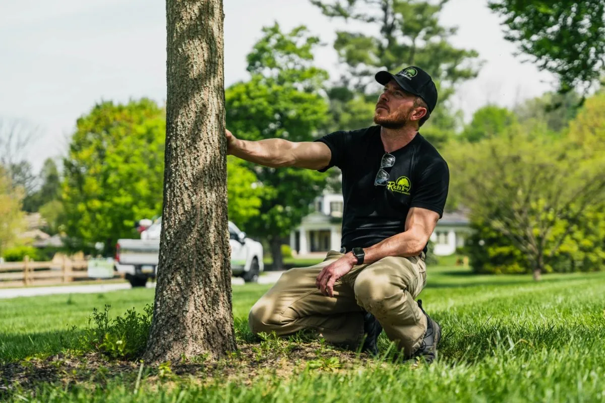 Tree Health Services Tree Health Services