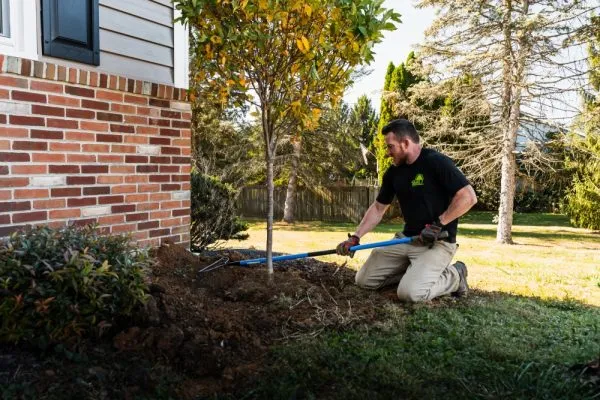 Tree Planting Services Near Me