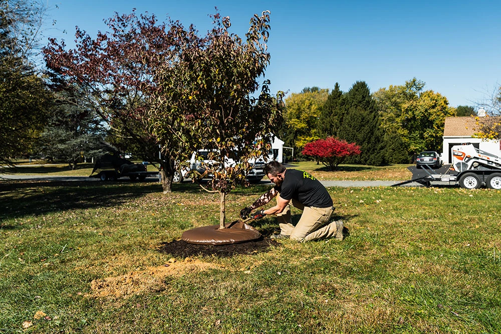 Tree Planting Services