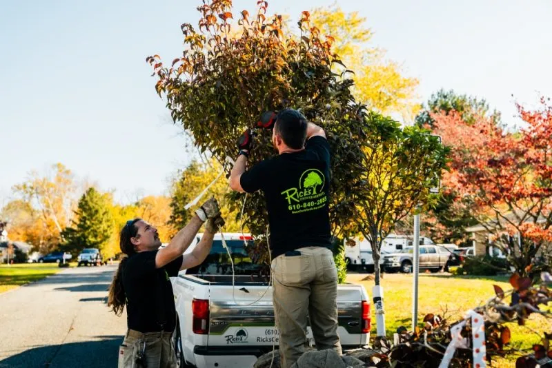 Tree Planting Specialists