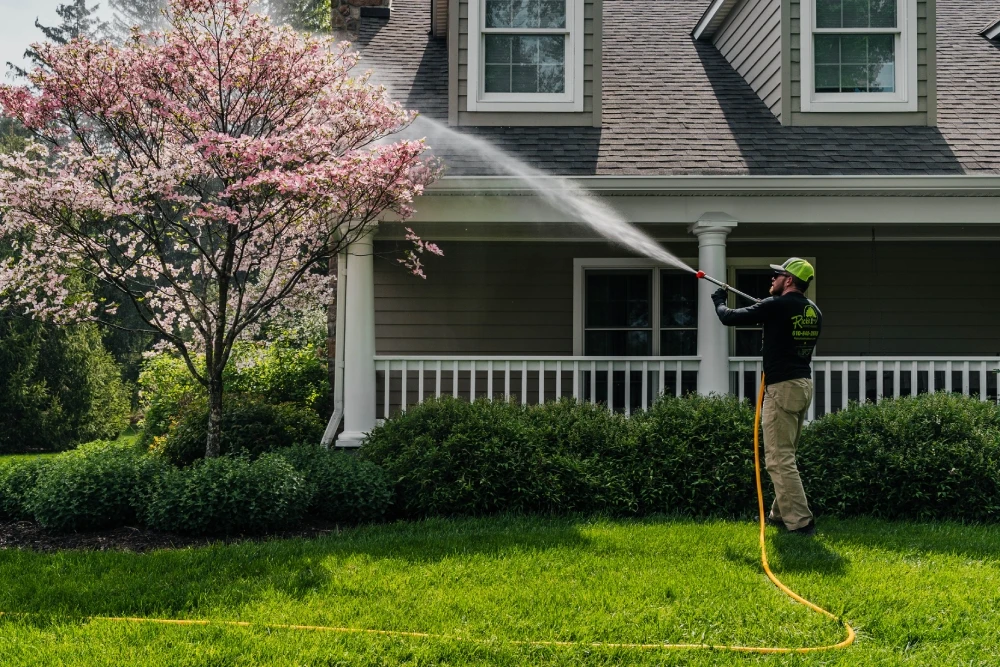 Tree Spraying For Bugs