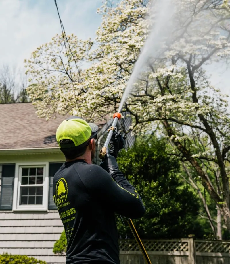 Tree Spraying Services Near Me
