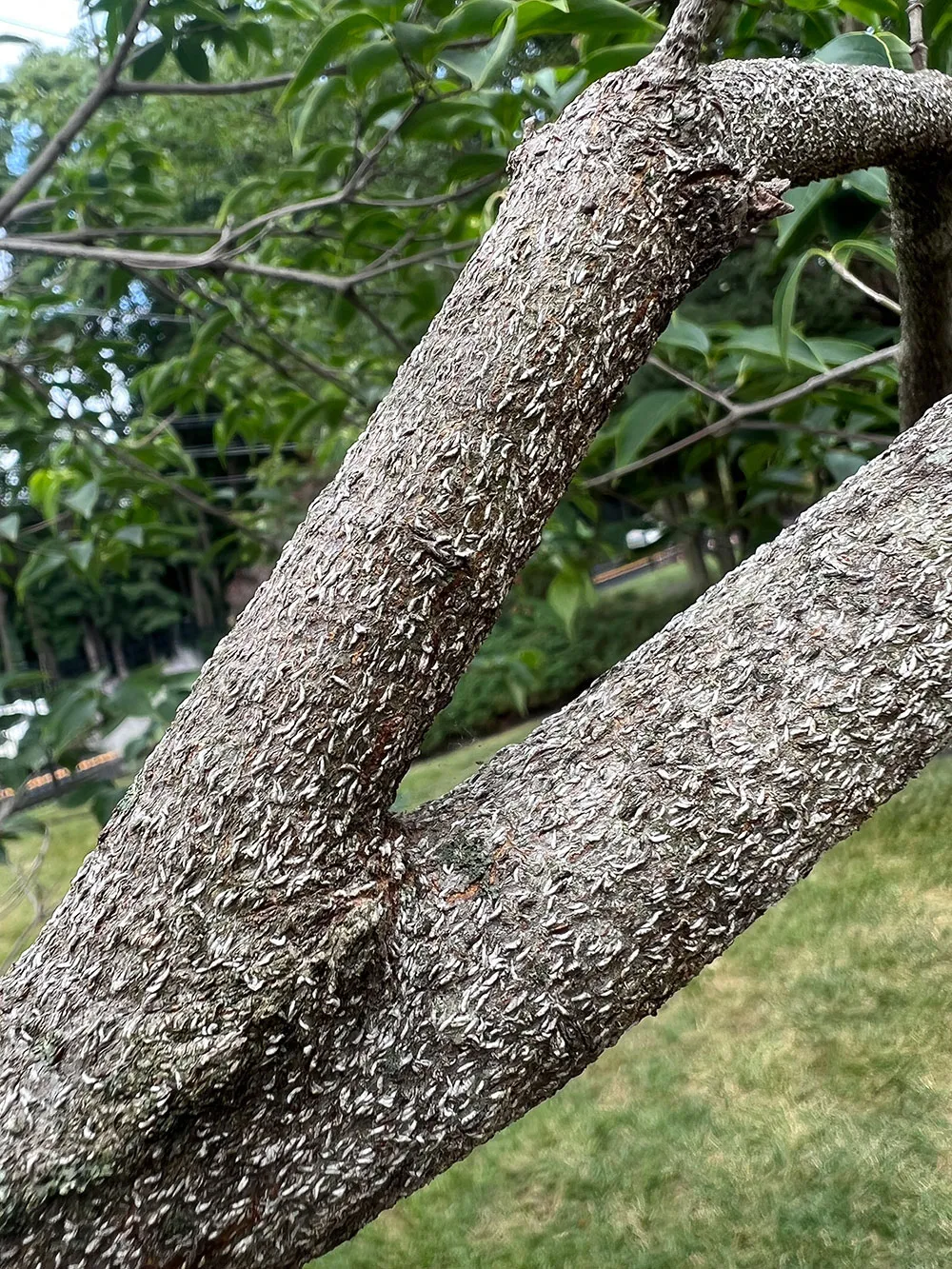Scale Insect Identification