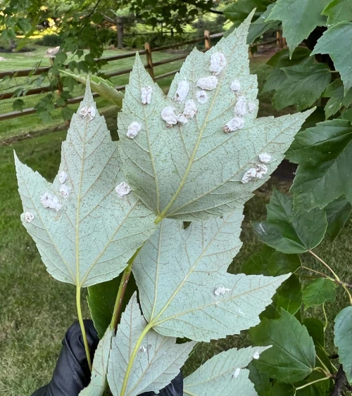 Scale On Trees Treatment