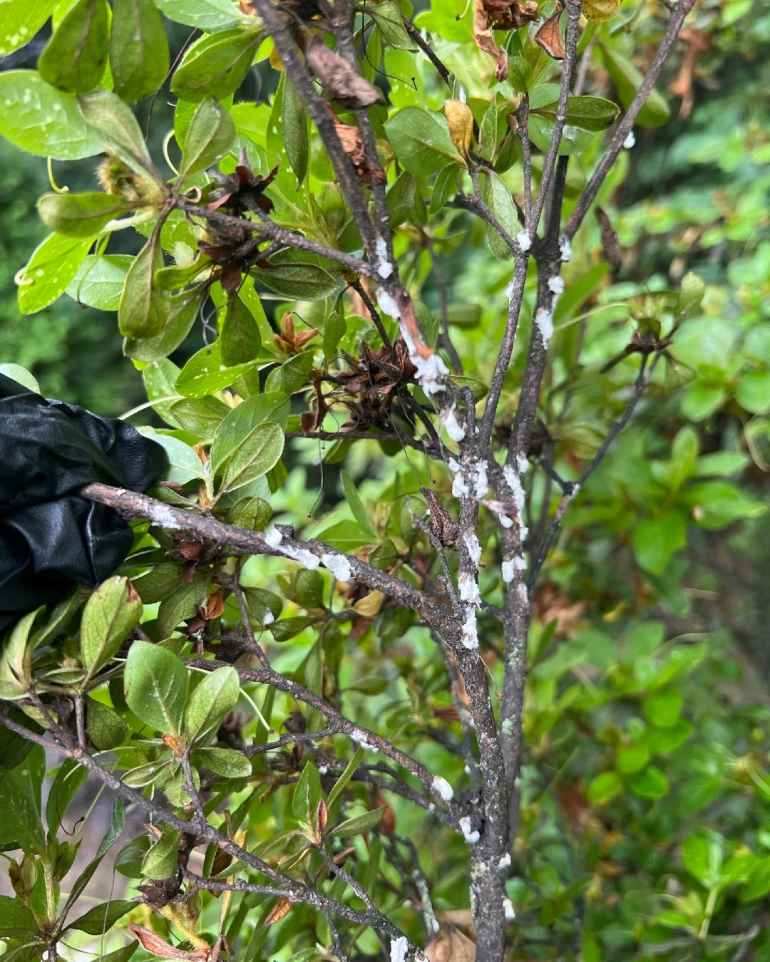 Scale Tree Treatment