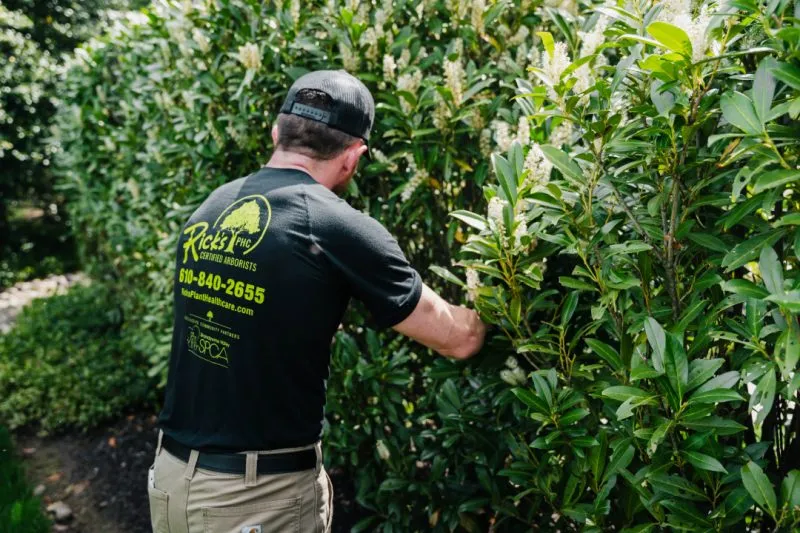 Scale Tree Treatment