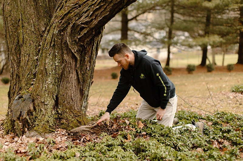 Tree Health Consultation Tree Health Consultation
