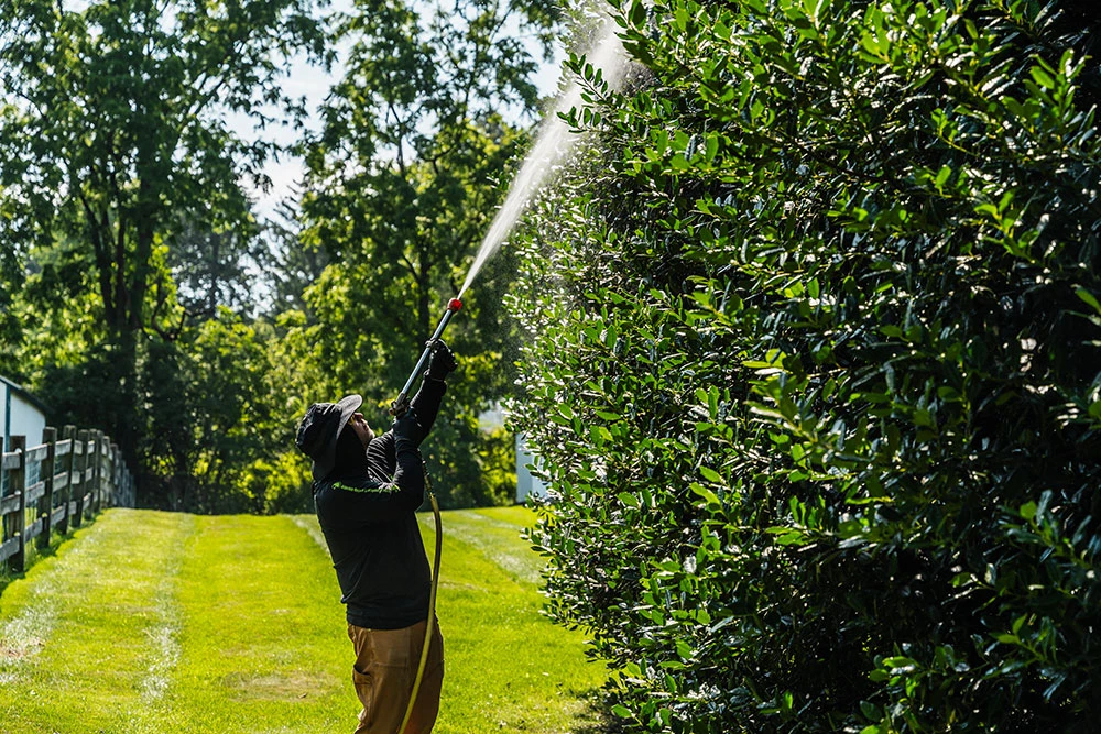 Tree Pest Control Service Near Me