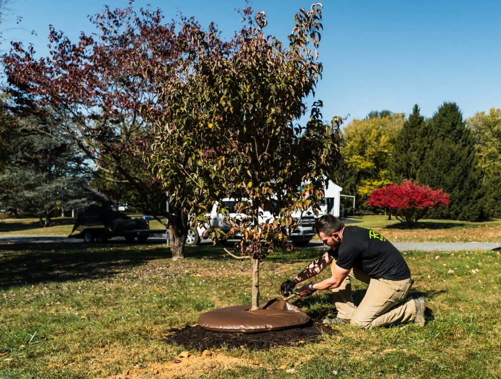 Tree and Shrub Care West Chester Tree and Shrub Care West Chester